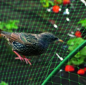 Malla Antipajaros 4x6 Mts